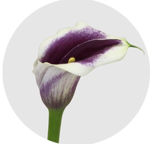 Калла Пикассо (Calla Picasso)