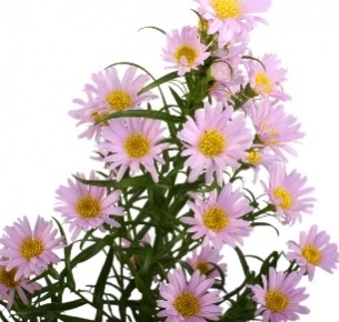 Астра Монте Казино розовая