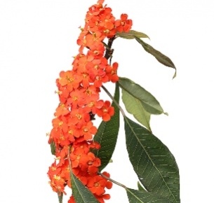 Эуфорбия оранжевая