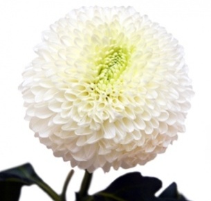 Хризантема одноголовая Боул белая (Boula white)