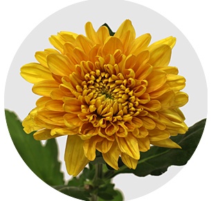 Хризантема одноголовая Уильям Оранж (Willem Orange)