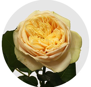 Роза Дарлингтон (Darlington)