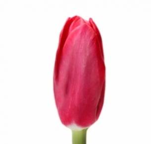 Тюльпан цикламеновый (сyclamen)