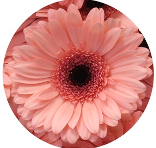 Гербера Скала (Scala)