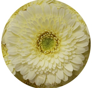 Гербера мини Аляска (Alaska)