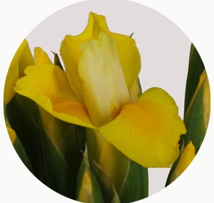 Ирис жёлтый