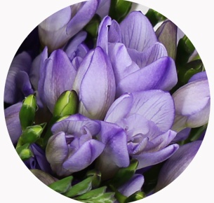 Фрезия синяя