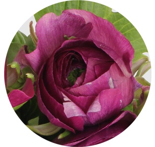 Ранункулус Клуни пурпурный (Clooney Purple)
