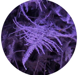 Аспарагус перистый крашеный милка (Asparagus plumosus painted milka)