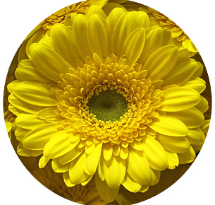 Гербера мини Окибана (Okibana)