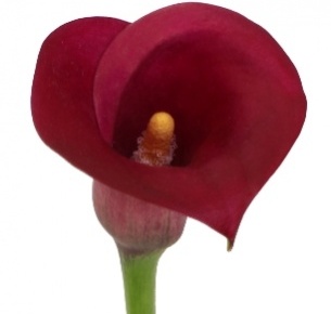 Калла мини бордовая