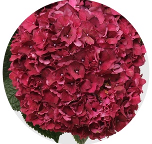 Гортензия ярко-розовая