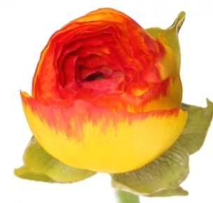 Ранункулус желто-красный