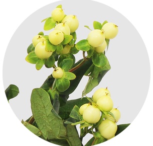 Хиперикум белый