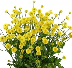 Матрикария желтая