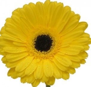 Гербера Хит Вейв (Heat Wave) 