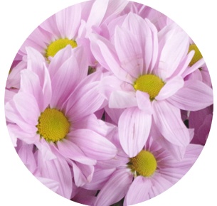  Хризантема кустовая Cофтон (Softone)