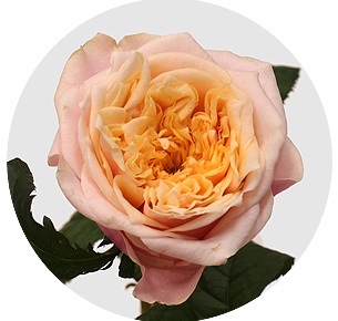 Роза Ноттинг хилл (Notting Hill)