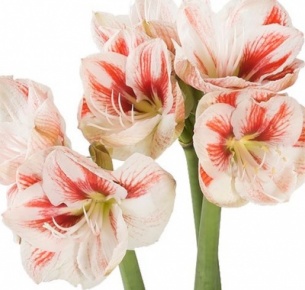 Амариллис бело-красный