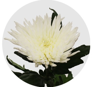 Хризантема одноголовая Анастасия белая (Anastasia white)