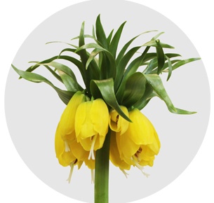 Фритиллярия Персика жёлтая (Fritillaria Persica yellow))