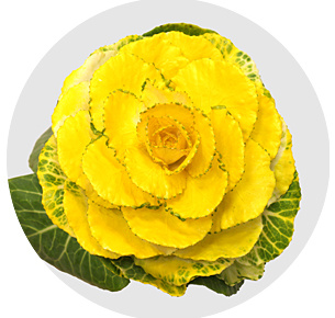 Брассика крашеная Сплэш жёлтая (Splash Yellow)