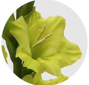 Гладиолус зелёный