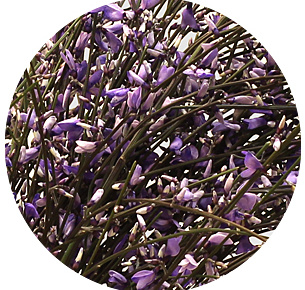 Джинстер милка (Milka)