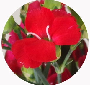 Гвоздика кустовая Соломио Амос (Dianthus Solomio Amos)