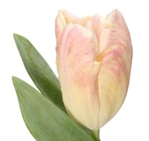 Тюльпан оранжево-зелено-розовый mix