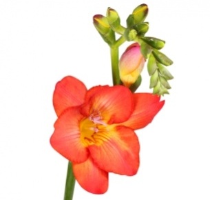 Фрезия красная