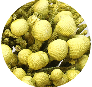 Бруния крашеная кремовая (Cream)