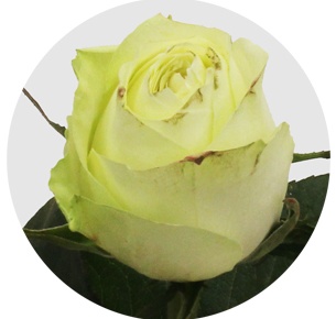 Роза Афина (Athena) Роза Афина (Athena)