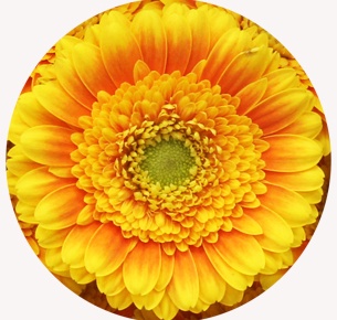 Гербера мини Каджар (Kadjar)