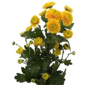 Хризантема кустовая Сантини Джени Оранж (Santini Jeany Orange)
