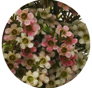 Ваксфлауэр Май свит сикстин (My Sweet 16)