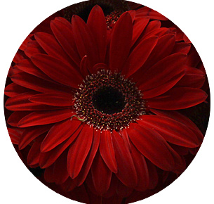 Гербера Майкон (Maicon)