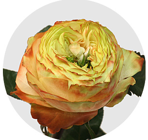 Роза Карма (Karma) Роза Карма (Karma)