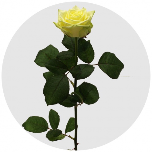 Роза Вайт Наоми (White Naomi) Роза Вайт Наоми (White Naomi)