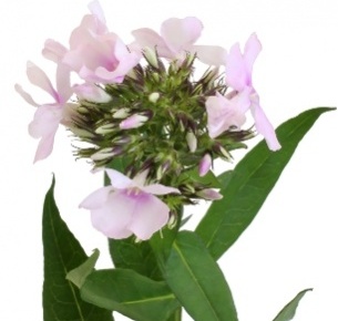 Флокс розовый