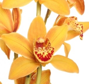 Цимбидиум мини оранжевый