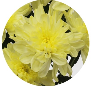 Хризантема кустовая Зембла кремовая (Zembla cream)