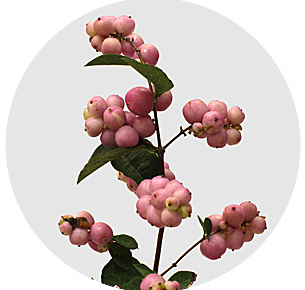 Симфорикарпус Мэджикал прайд (Magical Pride)