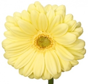 Гербера Лемон Айс (Lemon Ice)