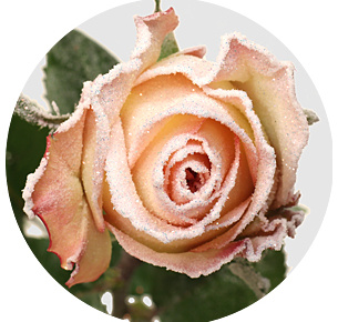 Роза "морозный воск" персиковая заснеженная (Roses Frost Wax) Роза "морозный воск" персиковая заснеженная (Roses Frost Wax)