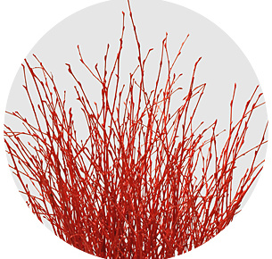 Берёза крашеная красная (Berken painted red)