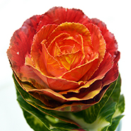 Брассика крашеная красная