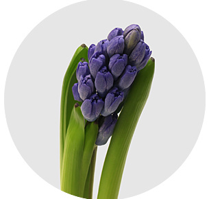 Гиацинт синий