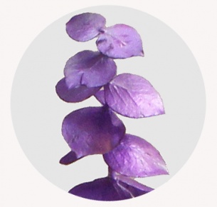 Эвкалипт крашеный лиловый (Purple)