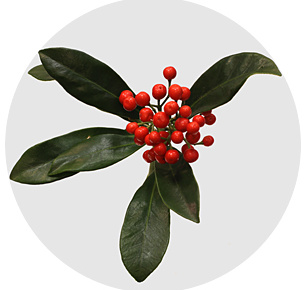 Скиммия с красными ягодами (Skimmia Berry Red)